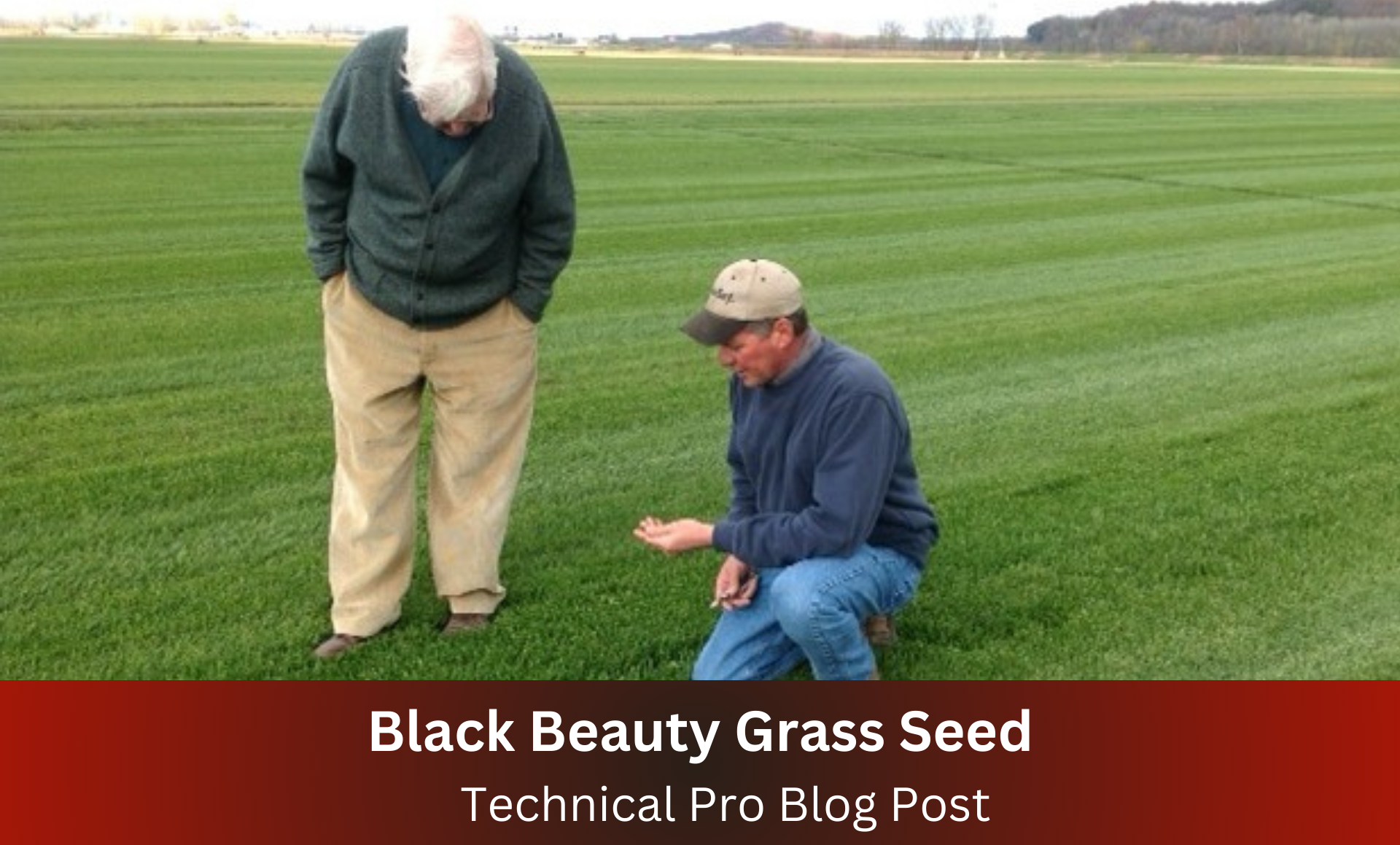 Black Beauty Grass Seed