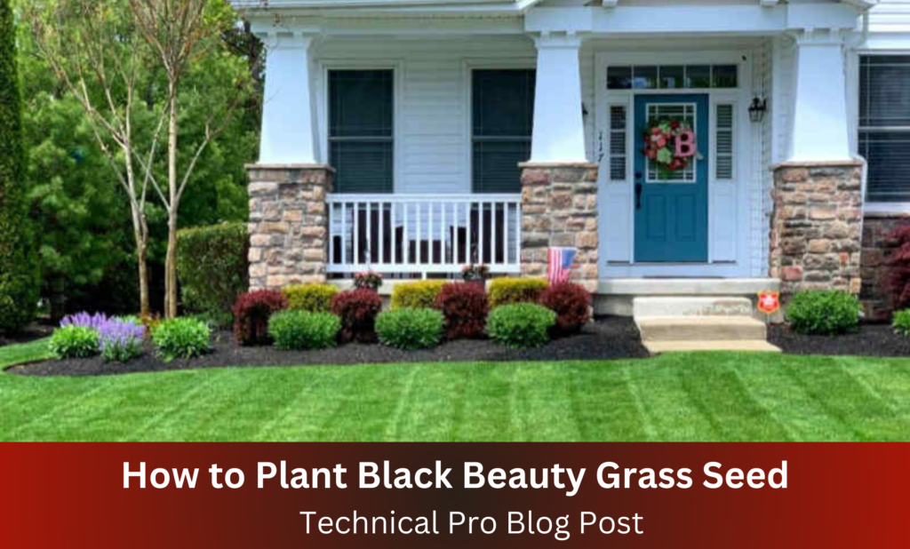 How to Plant Black Beauty Grass Seed