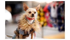 Symbol Name For Dog-Loving Startups